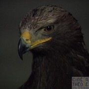 Présentation Franche Foire