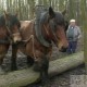 Elagage,débardage avec des chevaux "Trait du Nord"