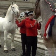 Chevaux de trait à la préfecture