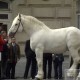 Chevaux de trait à la préfecture