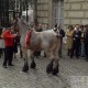 Chevaux de trait à la préfecture