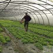 Maraîchers de Wambrechies