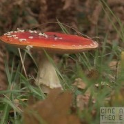 Champignons Saint-Amand