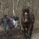 Débardage chevaux ferme pédagogique